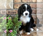 Small Photo #18 Bernedoodle Puppy For Sale in BRYANT, IA, USA