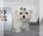 Small #2 Maltese