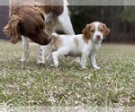 Small Photo #3 Brittany Puppy For Sale in ORRUM, NC, USA