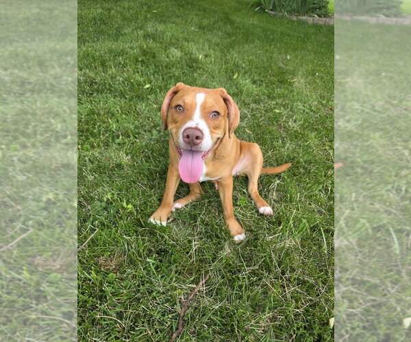 Medium Photo #7 Beabull Puppy For Sale in Aurora, IN, USA