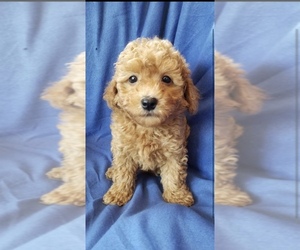 Poodle (Miniature) Dog for Adoption in Lexington, North Carolina USA