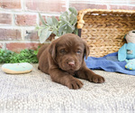 Small #6 Labrador Retriever