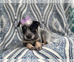 Small Photo #2 Australian Cattle Dog Puppy For Sale in LAKELAND, FL, USA