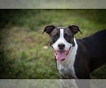Small #3 American Staffordshire Terrier