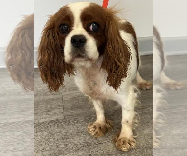 Medium Photo #8 Cavalier King Charles Spaniel Puppy For Sale in Westminster, MD, USA