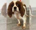 Small #7 Cavalier King Charles Spaniel
