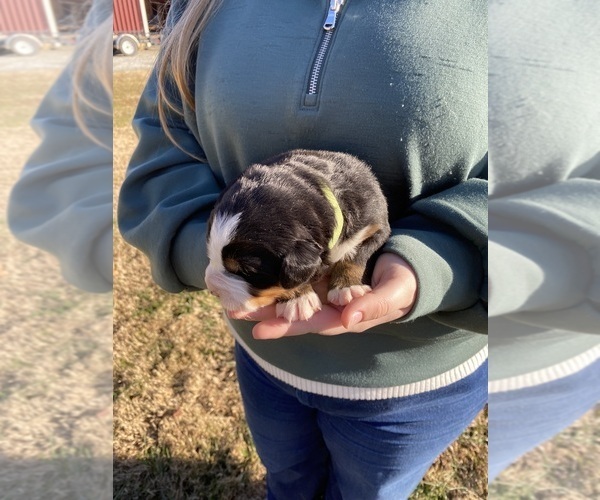 Medium Photo #6 Bernese Mountain Dog Puppy For Sale in SALISBURY, NC, USA
