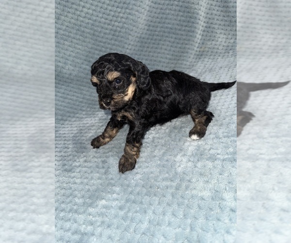 Medium Photo #48 Cavapoo mix (+ Poodle Miniature) Puppy For Sale in MUNFORDVILLE, KY, USA