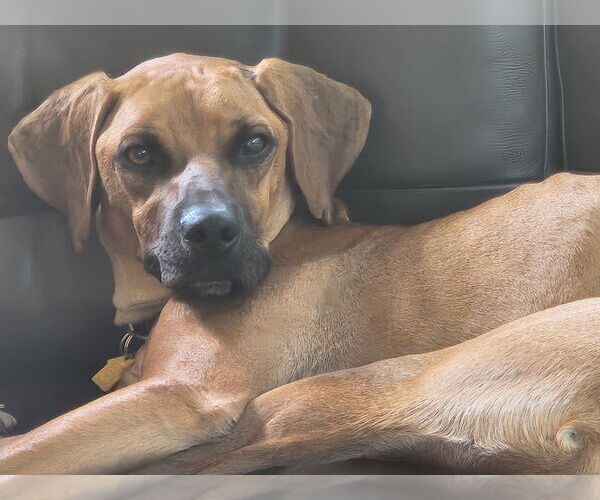 Medium Photo #3 Mutt Puppy For Sale in oakland, FL, USA