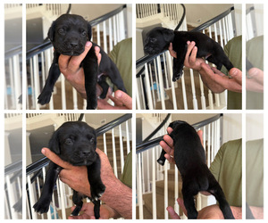 Medium Cane Corso