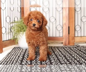 Poodle (Toy) Puppy for sale in NAPLES, FL, USA