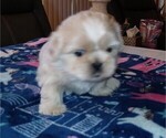 Puppy Nicky Shih Tzu