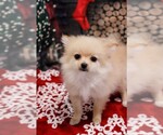 Small Photo #2 Pomeranian Puppy For Sale in LAS VEGAS, NV, USA