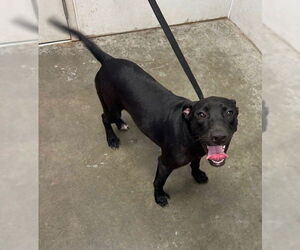 Labrador Retriever-Unknown Mix Dogs for adoption in Rosenberg, TX, USA