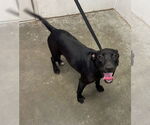 Small Labrador Retriever Mix