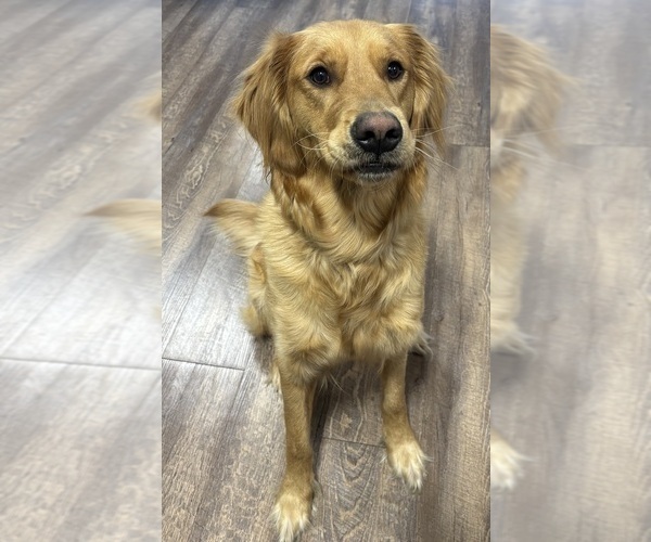 Medium Photo #1 Golden Retriever Puppy For Sale in CHIPPEWA FALLS, WI, USA
