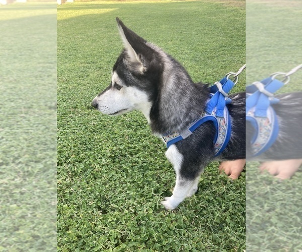 Medium Photo #7 Alaskan Klee Kai Puppy For Sale in GLENDALE, AZ, USA