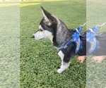 Small #6 Alaskan Klee Kai