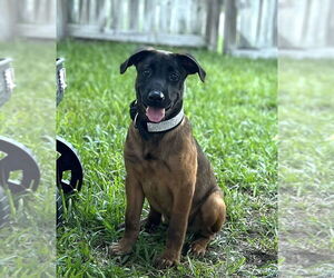 Mutt Dogs for adoption in Imlay City, MI, USA