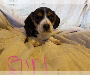 Beagle Puppy for Sale in LAFAYETTE, Indiana USA