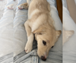 Small Photo #4 Labrador Retriever-Unknown Mix Puppy For Sale in Brooklyn, NY, USA