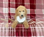 Small Photo #4 Poodle (Standard) Puppy For Sale in ABILENE, TX, USA