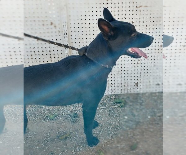 Medium Photo #7 Labrador Retriever Puppy For Sale in Apple Valley, CA, USA