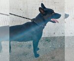 Small #6 Labrador Retriever