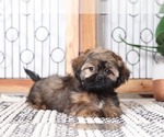 Small Photo #3 Shih Tzu Puppy For Sale in NAPLES, FL, USA