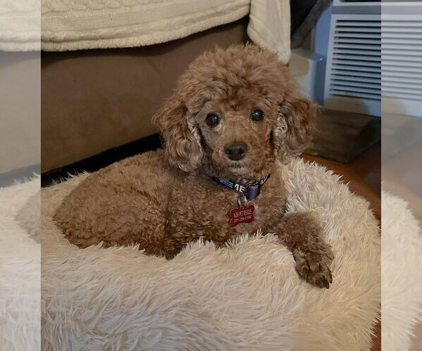 Medium Photo #7 Poodle (Miniature) Puppy For Sale in Chester, NJ, USA