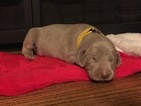 Small Photo #2 Weimaraner Puppy For Sale in DOW, IL, USA