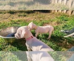 Small Photo #5 Dogo Argentino Puppy For Sale in KATY, TX, USA