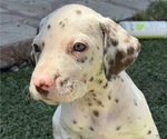 Puppy Puppy 3 Dalmatian