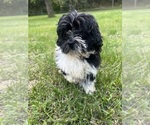 Small #2 Poodle (Miniature)-ShihPoo Mix