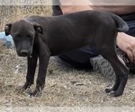 Small #21 American Pit Bull Terrier Mix