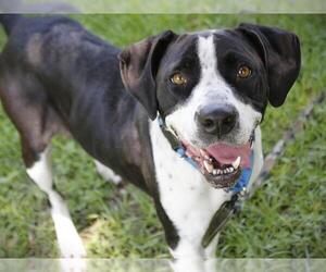 Labrador Retriever-Unknown Mix Dogs for adoption in Tallahassee, FL, USA