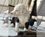 Small #1 Border-Aussie