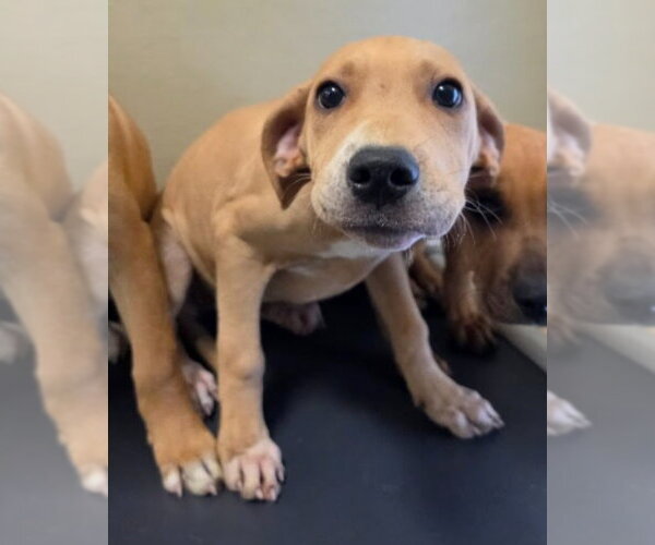 Medium Photo #2 Labrador Retriever-Unknown Mix Puppy For Sale in Lakewood, CO, USA