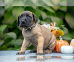 Puppy Tootsie Great Dane