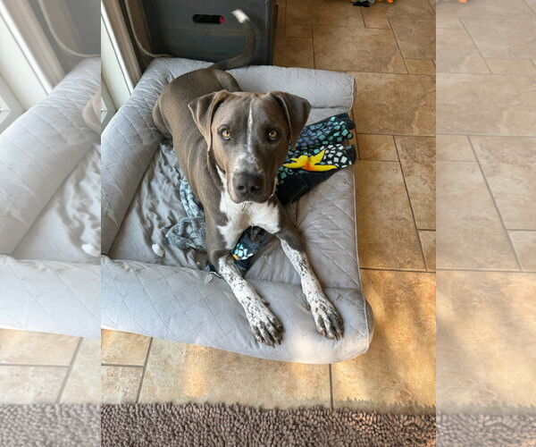 Medium Photo #20 American Pit Bull Terrier-Unknown Mix Puppy For Sale in Oakhurst, NJ, USA