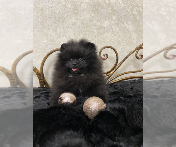 Medium Photo #6 Pomeranian Puppy For Sale in Chisinau, Chisinau Municipality, Moldova