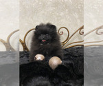 Small #5 Pomeranian