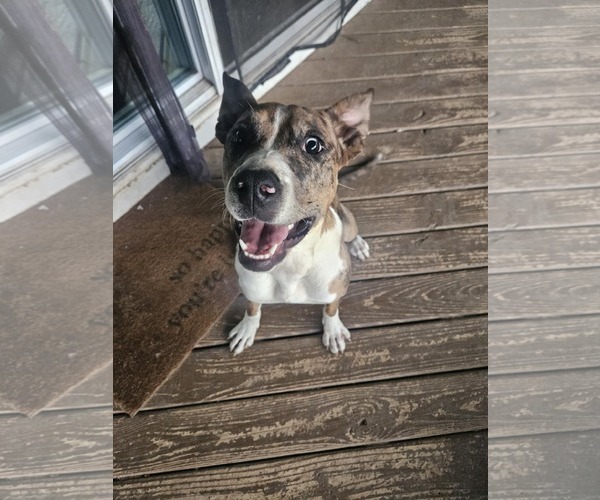 Medium Photo #8 American Bandogge mastiff Puppy For Sale in Spotsylvania, VA, USA