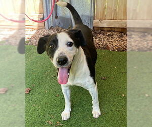 Beagle-Retriever  Mix Dogs for adoption in Newfoundland, PA, USA