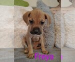 Puppy 2 Bullmastiff-Bullypit Mix