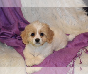 Cavachon Puppy for sale in ELDORADO, OH, USA