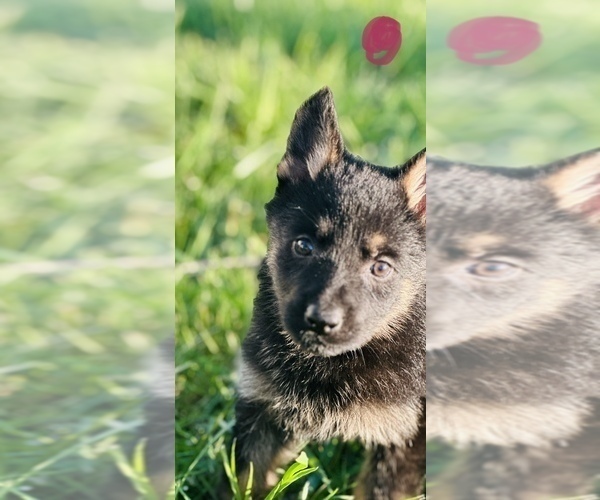 Medium Photo #15 German Shepherd Dog Puppy For Sale in ROCKFIELD, KY, USA