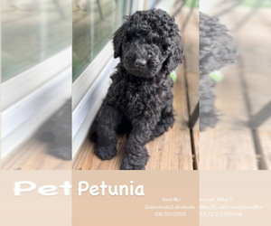 Double Doodle Puppy for sale in DUNNELLON, FL, USA