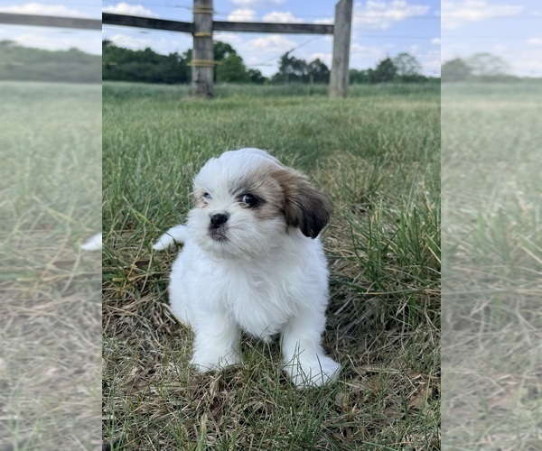 Medium Photo #1 Shih Tzu Puppy For Sale in MONROE, NC, USA