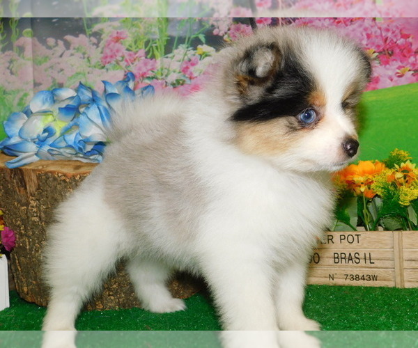 Medium Photo #2 Pomeranian Puppy For Sale in HAMMOND, IN, USA
